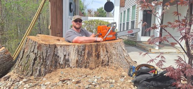 Worker using a chainsaw to cut a large tree stump in a yard Worker using a chainsaw to cut a large tree stump in a yard