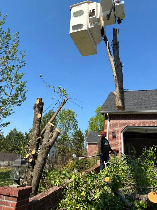 Tree-trimming bucket truck lifting cut branches beside a brick house under a clear blue sky Tree-trimming bucket truck lifting cut branches beside a brick house under a clear blue sky