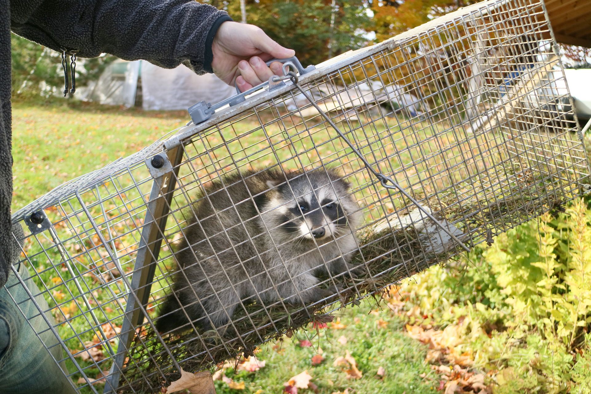 Raccoon sitting inside a rectangular wire live trap being carried outdoors over grass. Raccoon sitting inside a rectangular wire live trap being carried outdoors over grass.