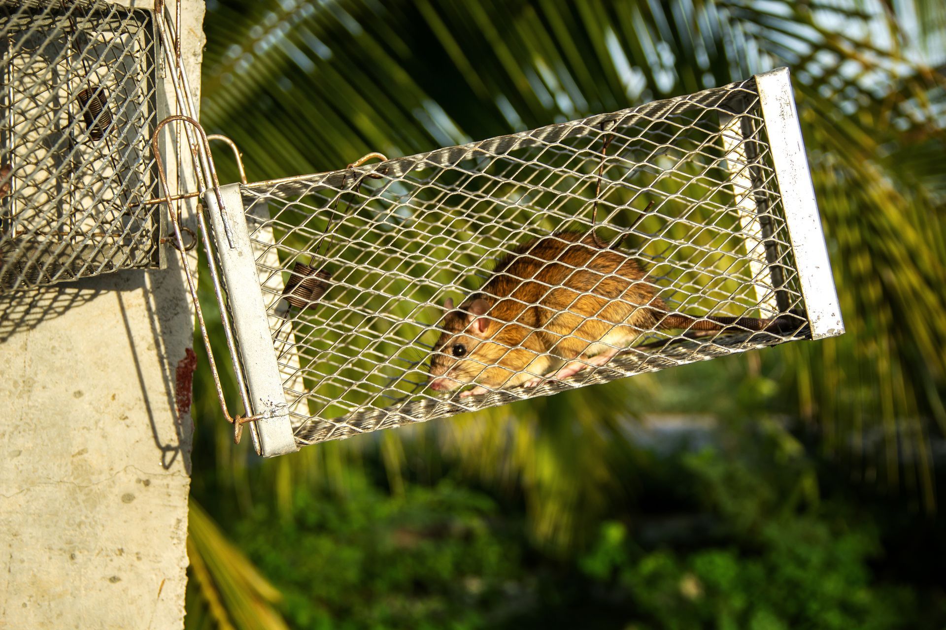 Rat confined inside a wire mesh trap mounted on a post, with greenery visible in the background.