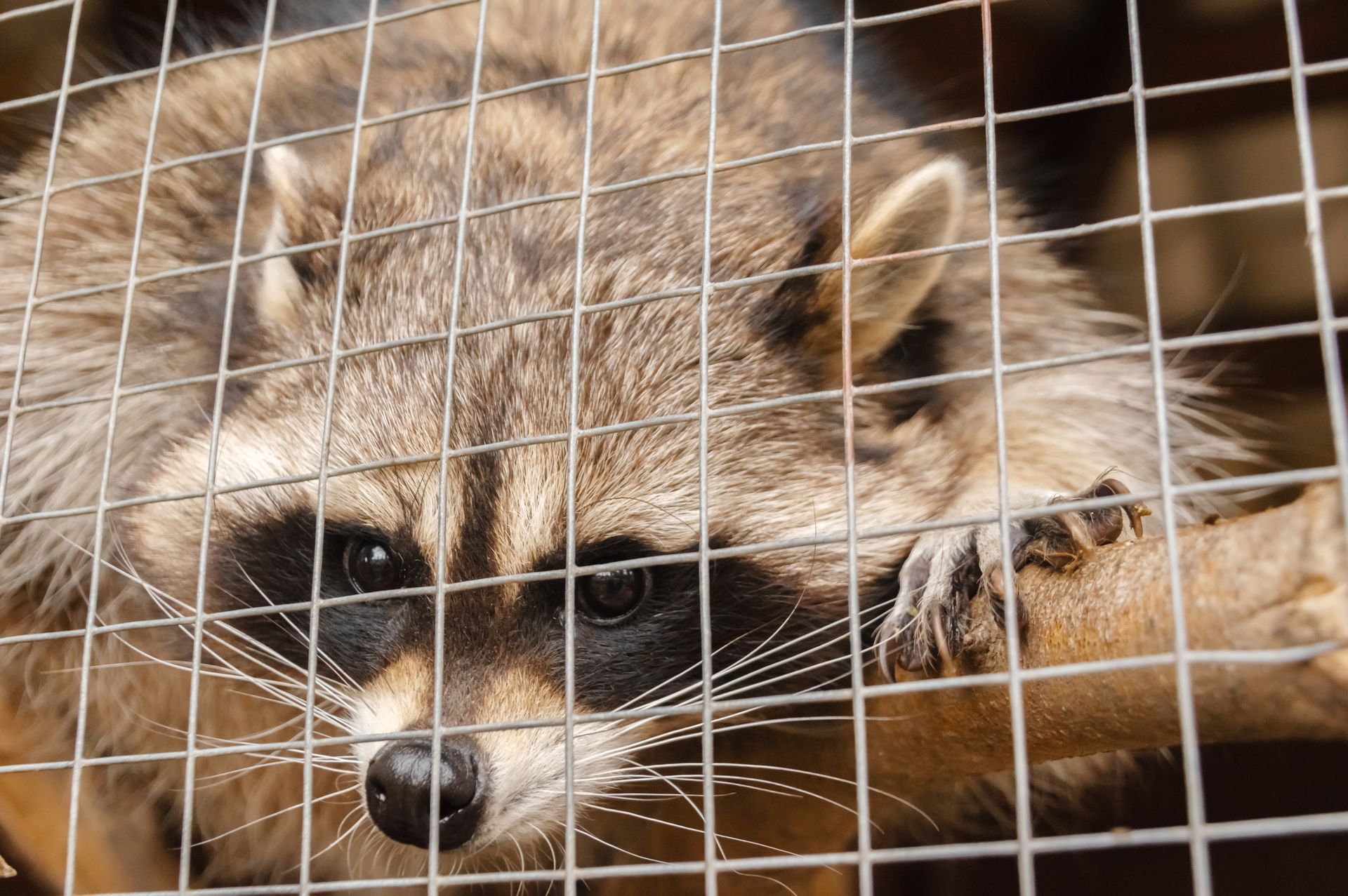 Raccoon behind wire cage, paw gripping branch, eyes sharp and watchful.