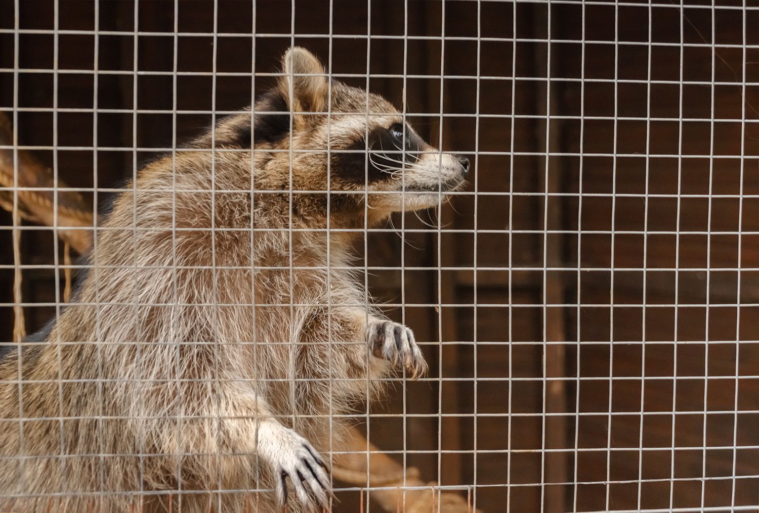 A raccoon inside a cage trap.