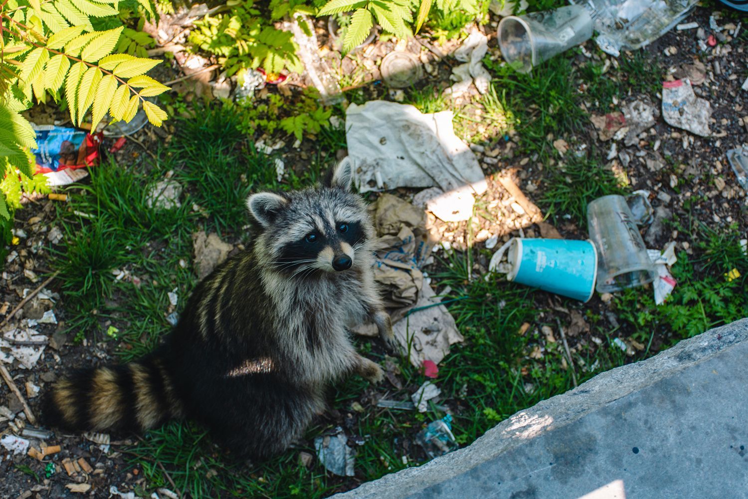 A raccoon rummaging through trash in a residential backyard.