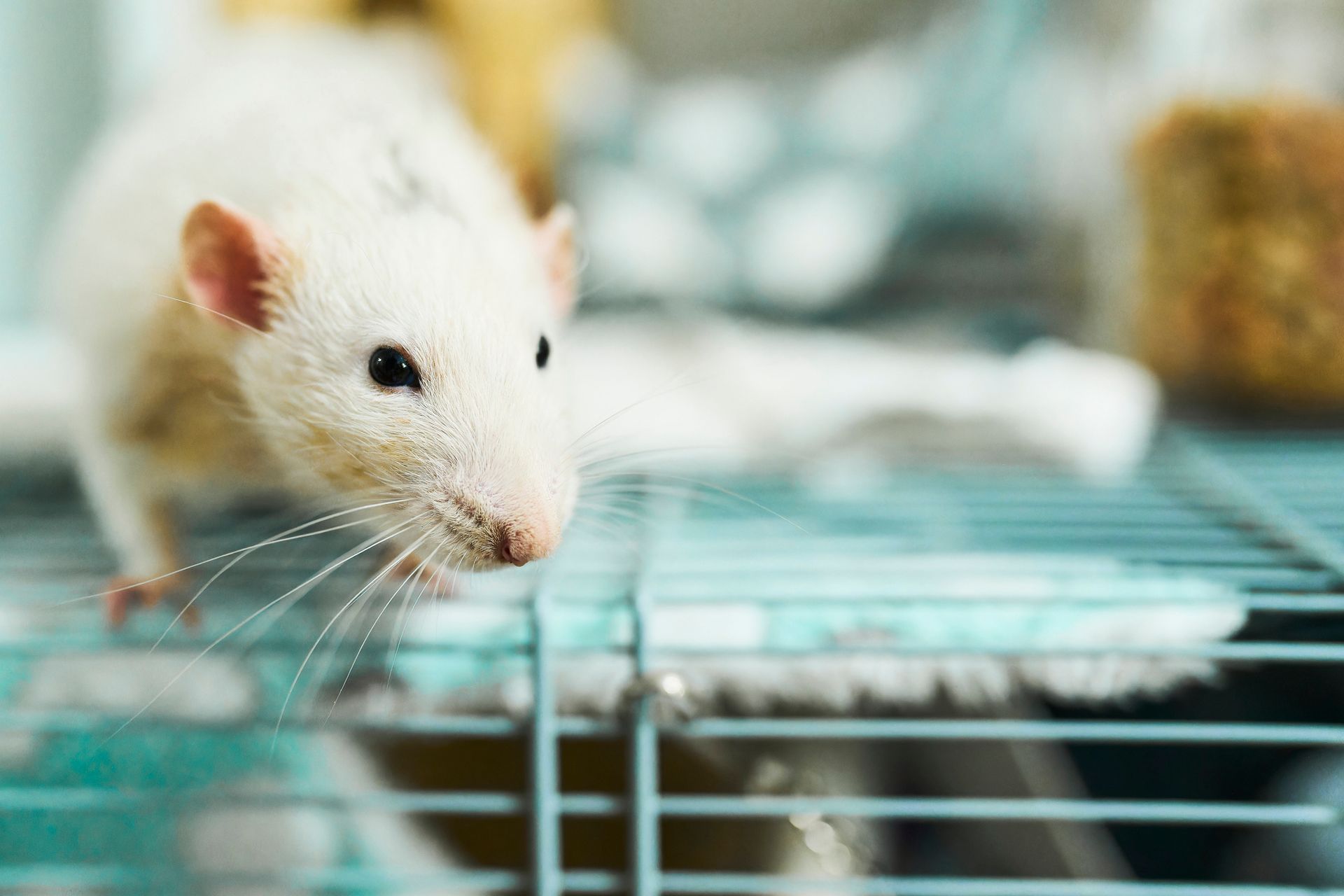 White rat on a metal cage with blurred background. - Mchenry, IL - All Wildlife Animal Eviction
