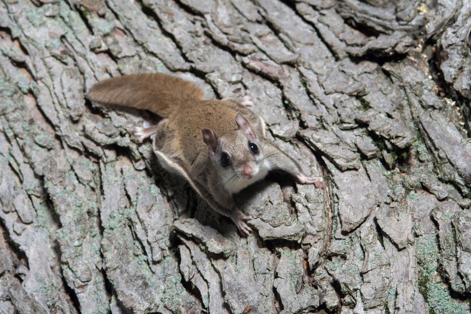 A Pair of Flying Squirrels taken in a 5x5x24 Comstock Live