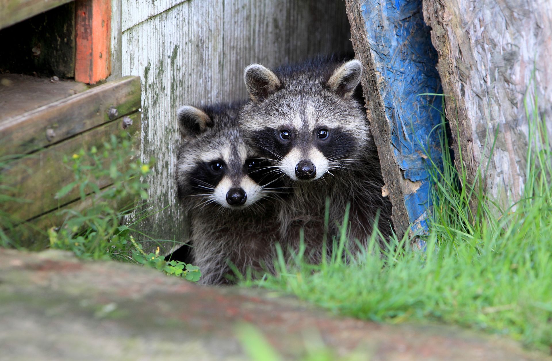 Pair of racoons peek out from below some wooden planks, representing wildlife removal services.