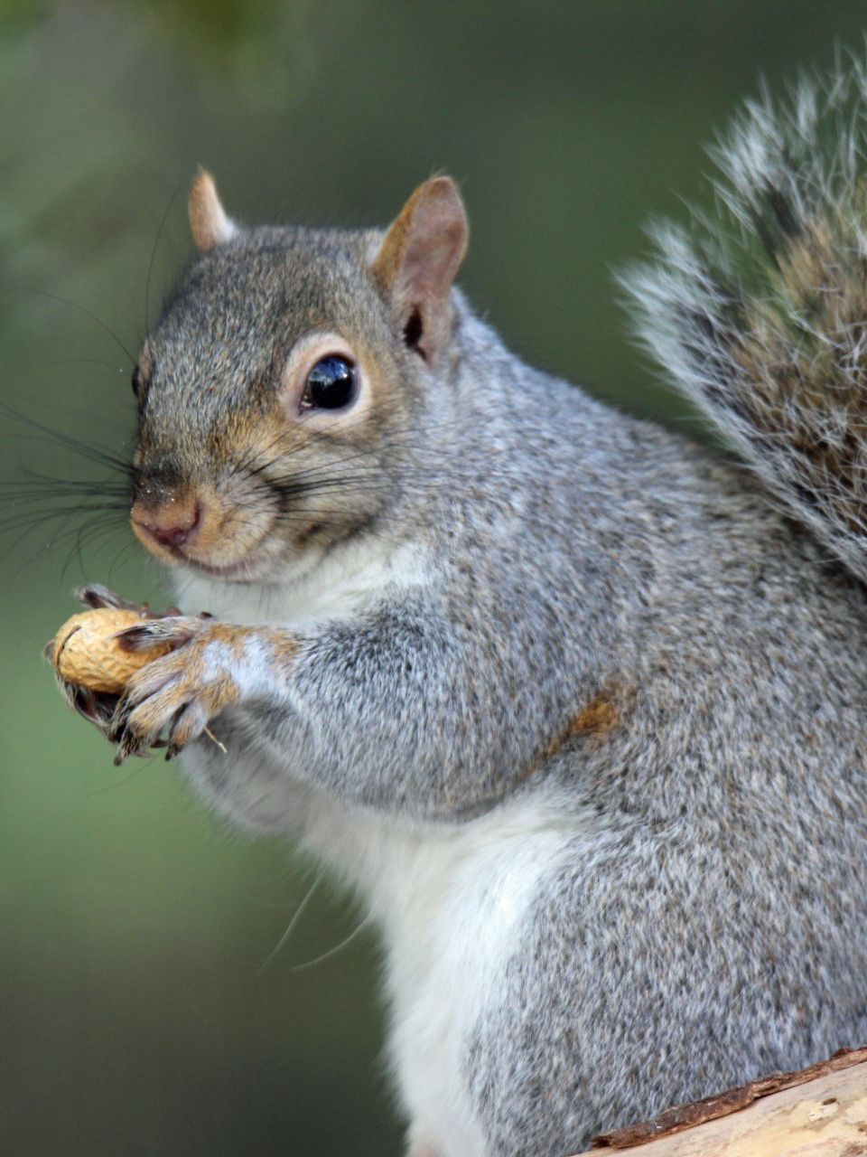 Squirrel holding a nut, with gray fur and a white belly, outdoors.