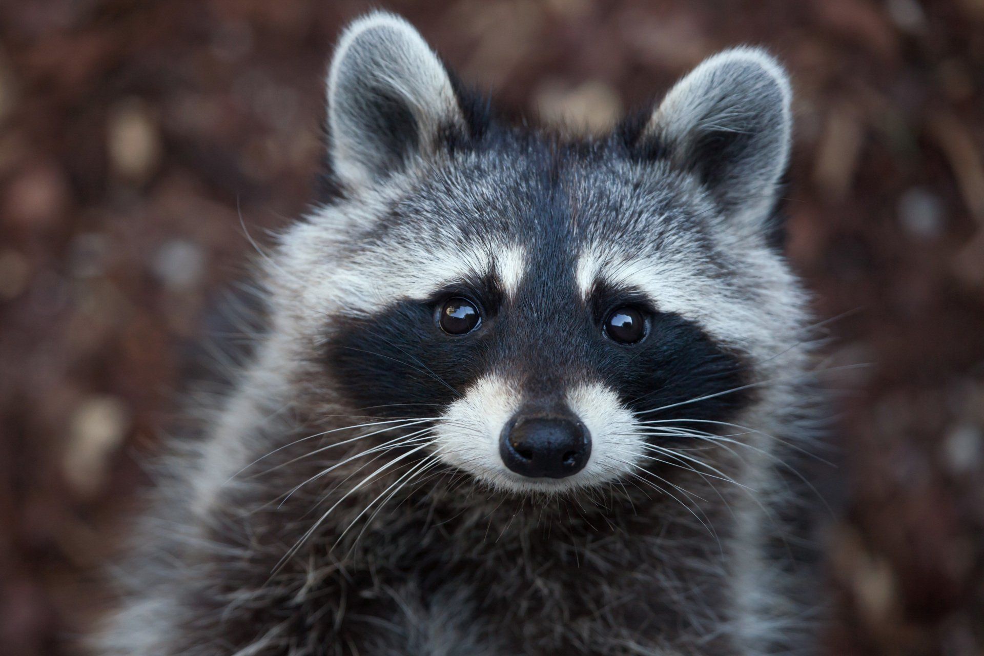 Raccoon with black and white face markings, looking directly at the camera, set against a blurred brown background.