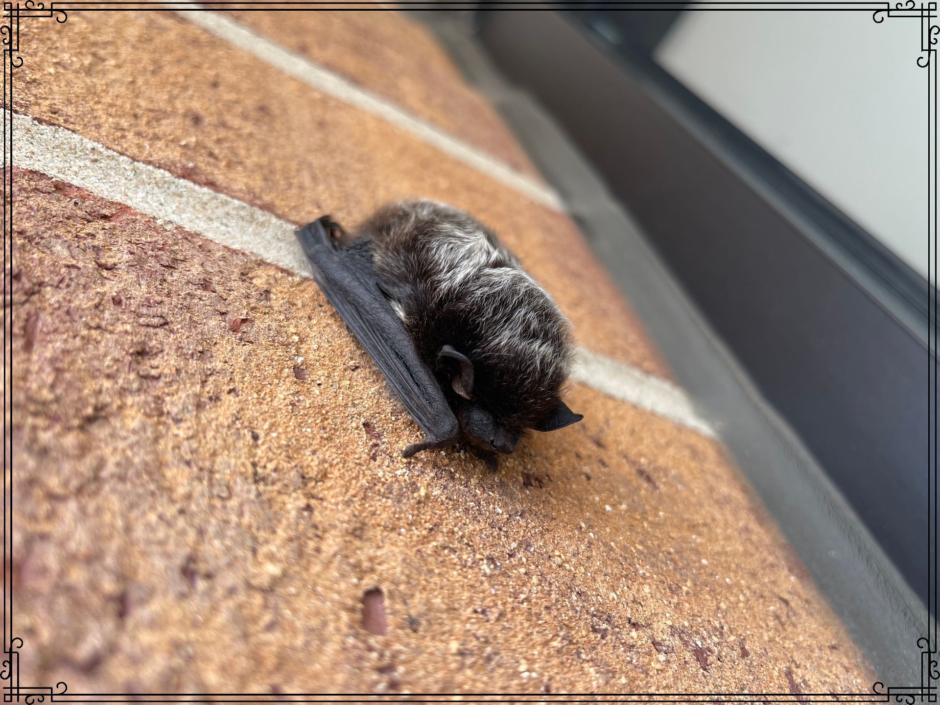 Bats— Flying Bat in Crystal Lake, IL