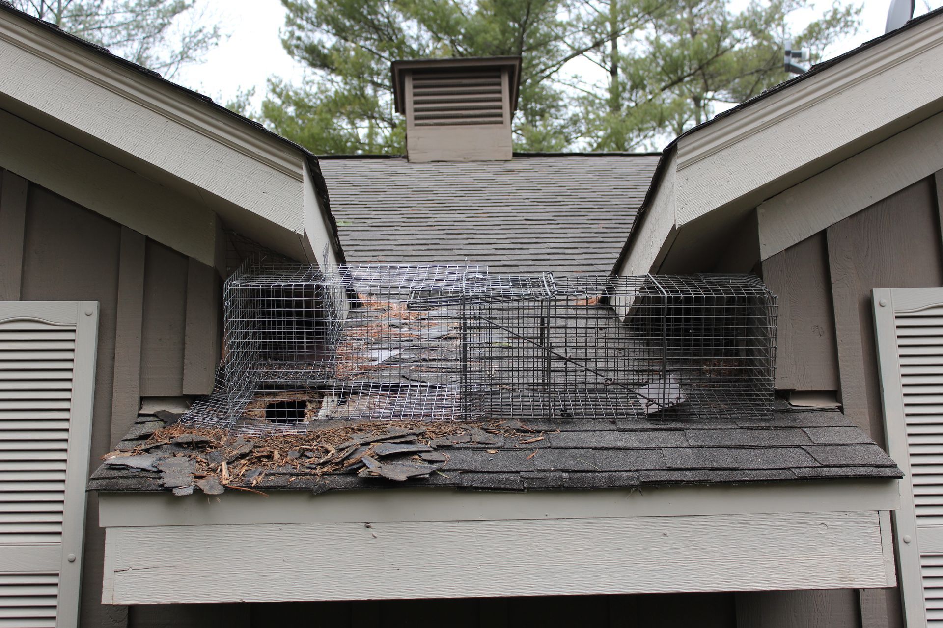 Raccoon damage on shed roof with wire traps. Torn shingles, neutral tones.