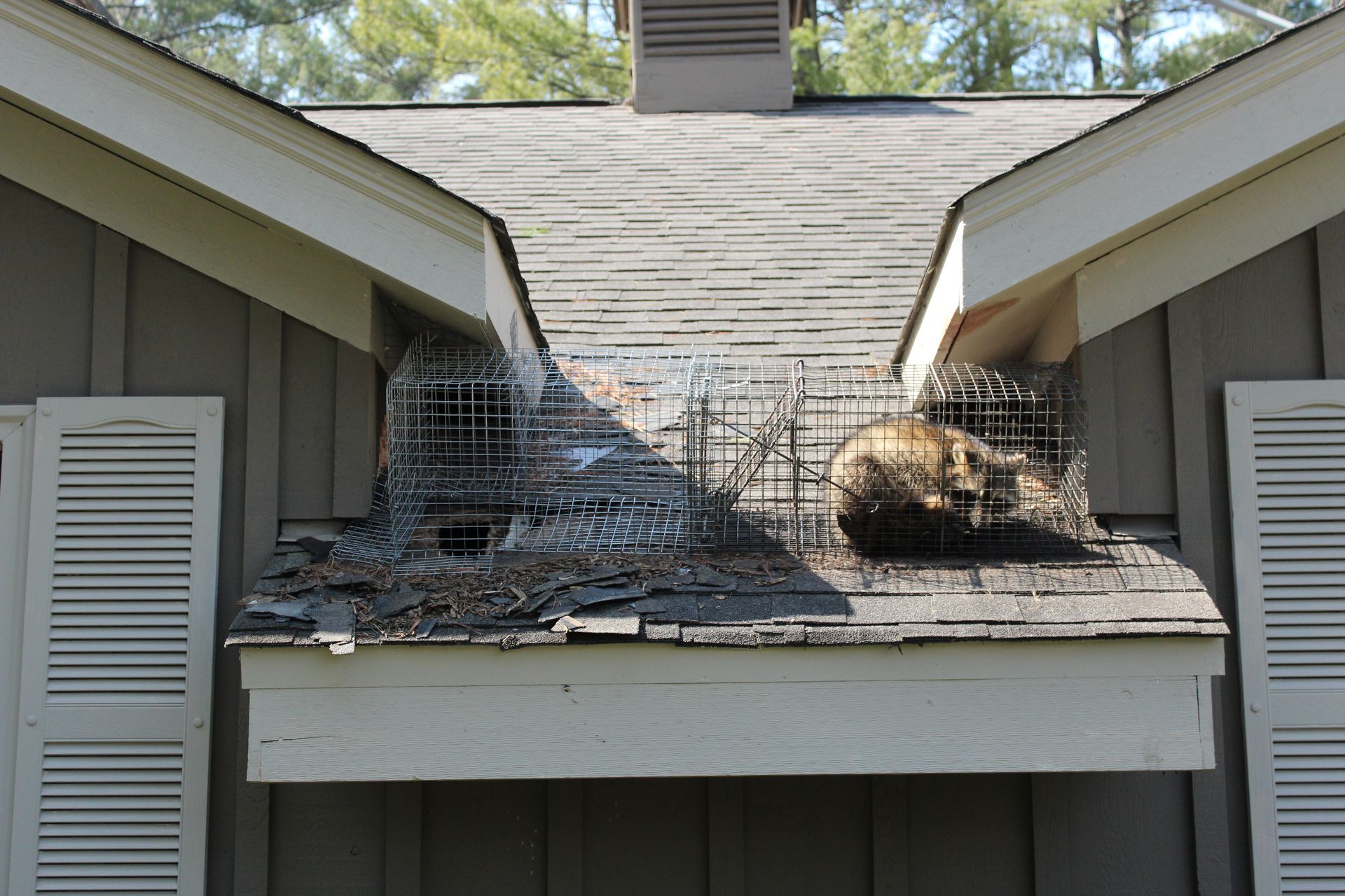 Caged raccoon on roof, near a chimney. Two cages are visible. Nesting material and damage to shingles are apparent.