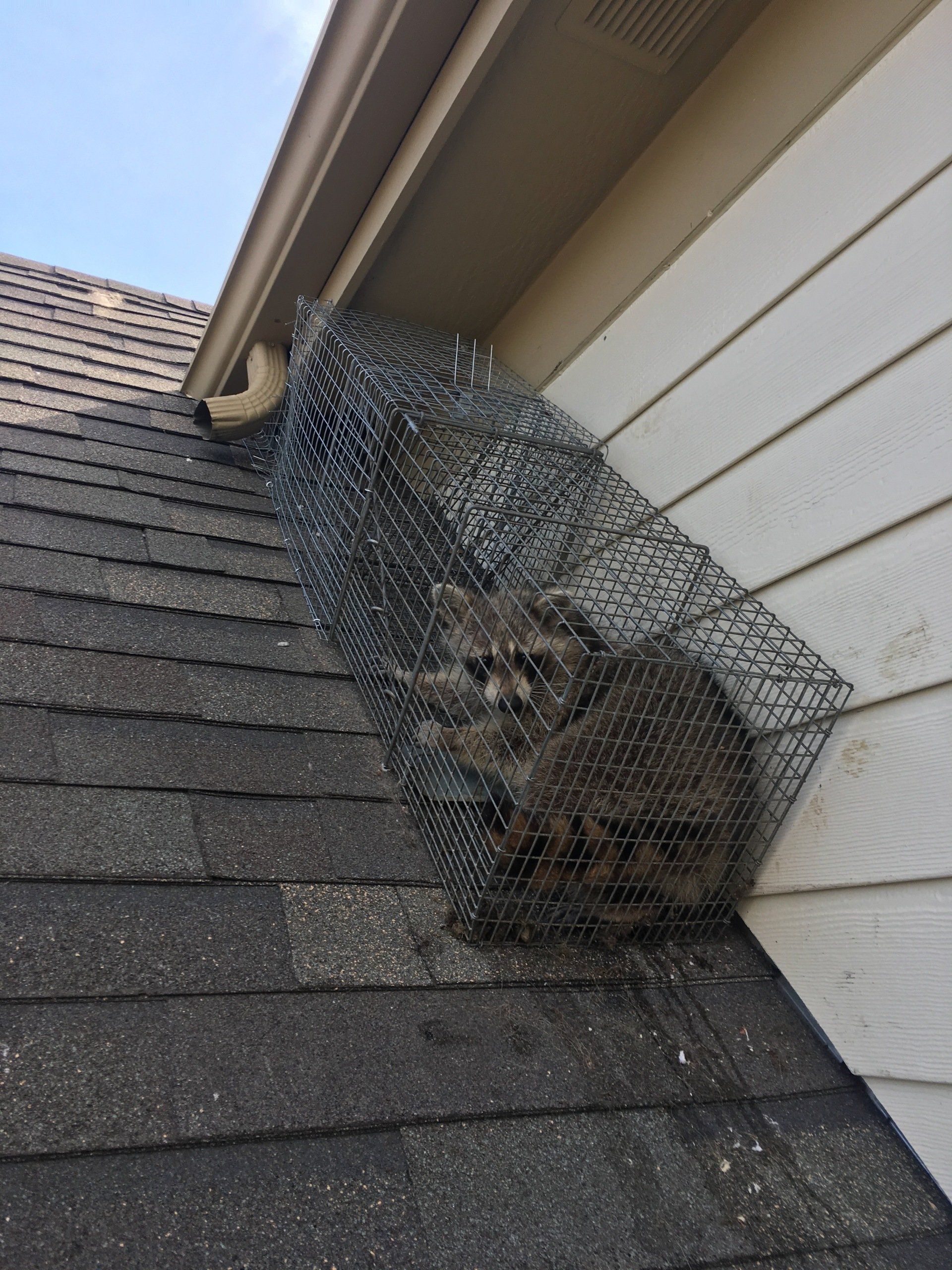 Raccoon trapped in mesh on a rooftop, near a gutter.