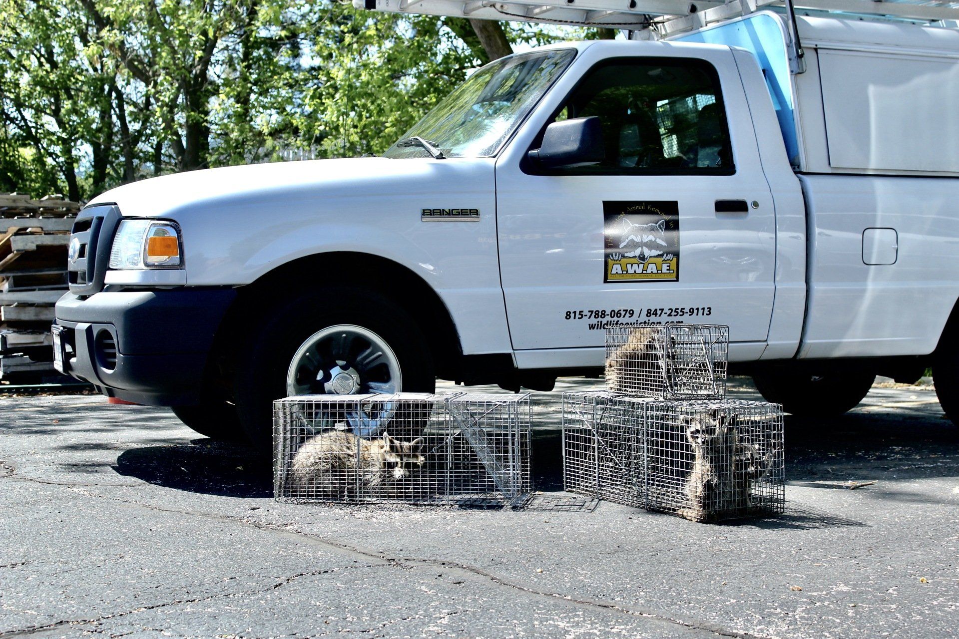 crystal lake veterinary clinic