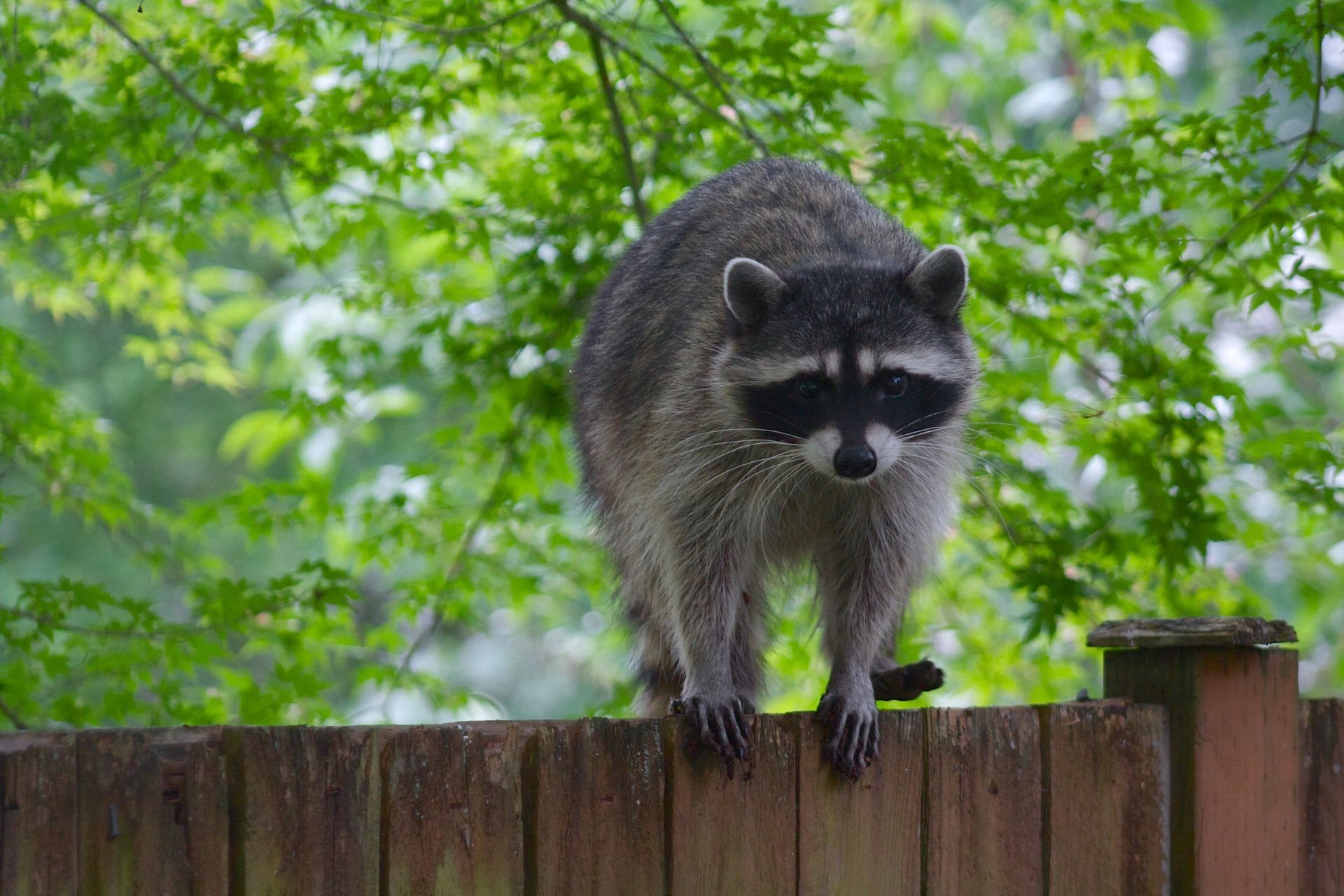 Raccoon standing on top of wooden fence, representing wildlife animal removal services.