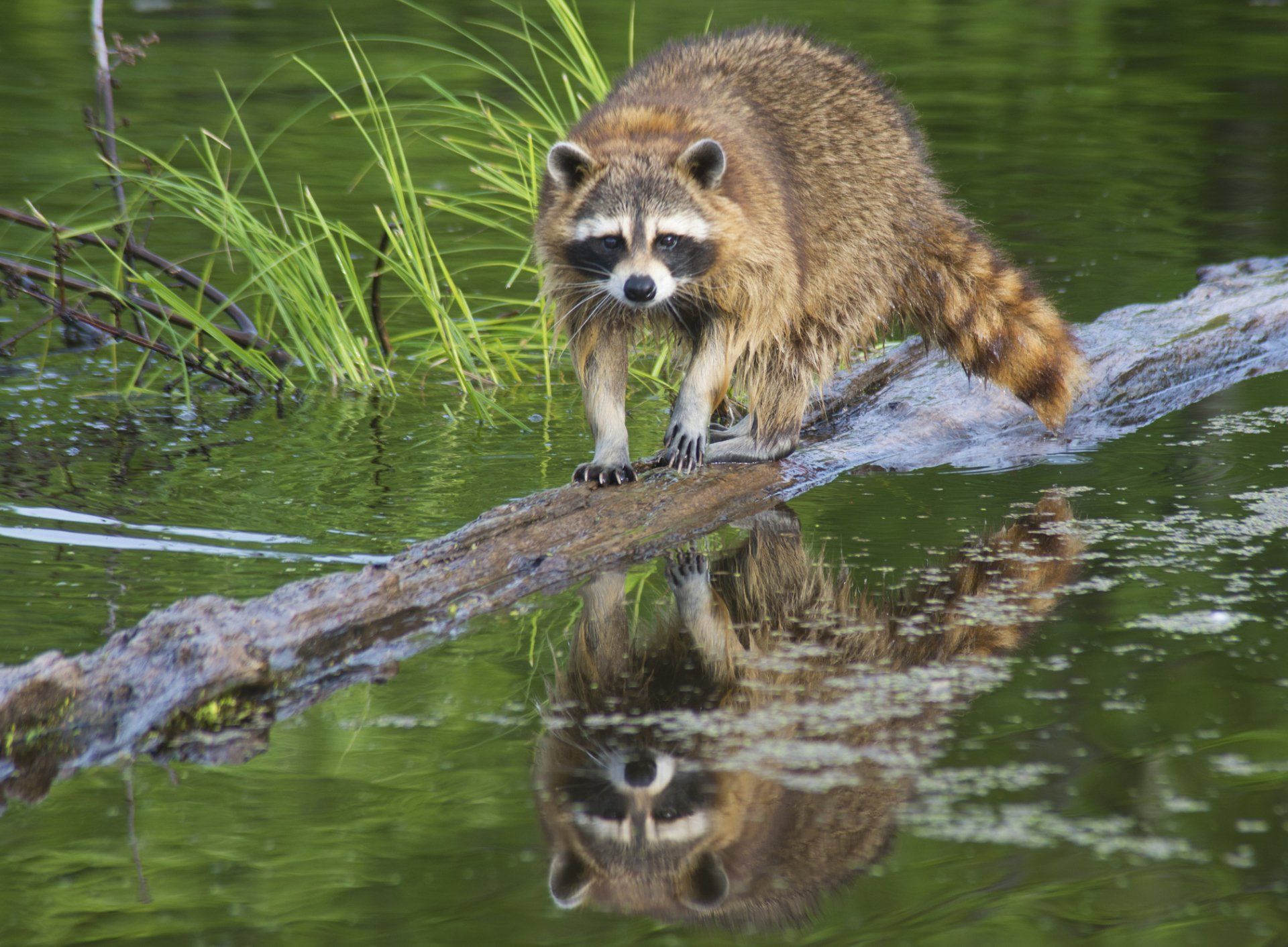 Raccoons — Raccoon Crossing The River in Crystal Lake, IL