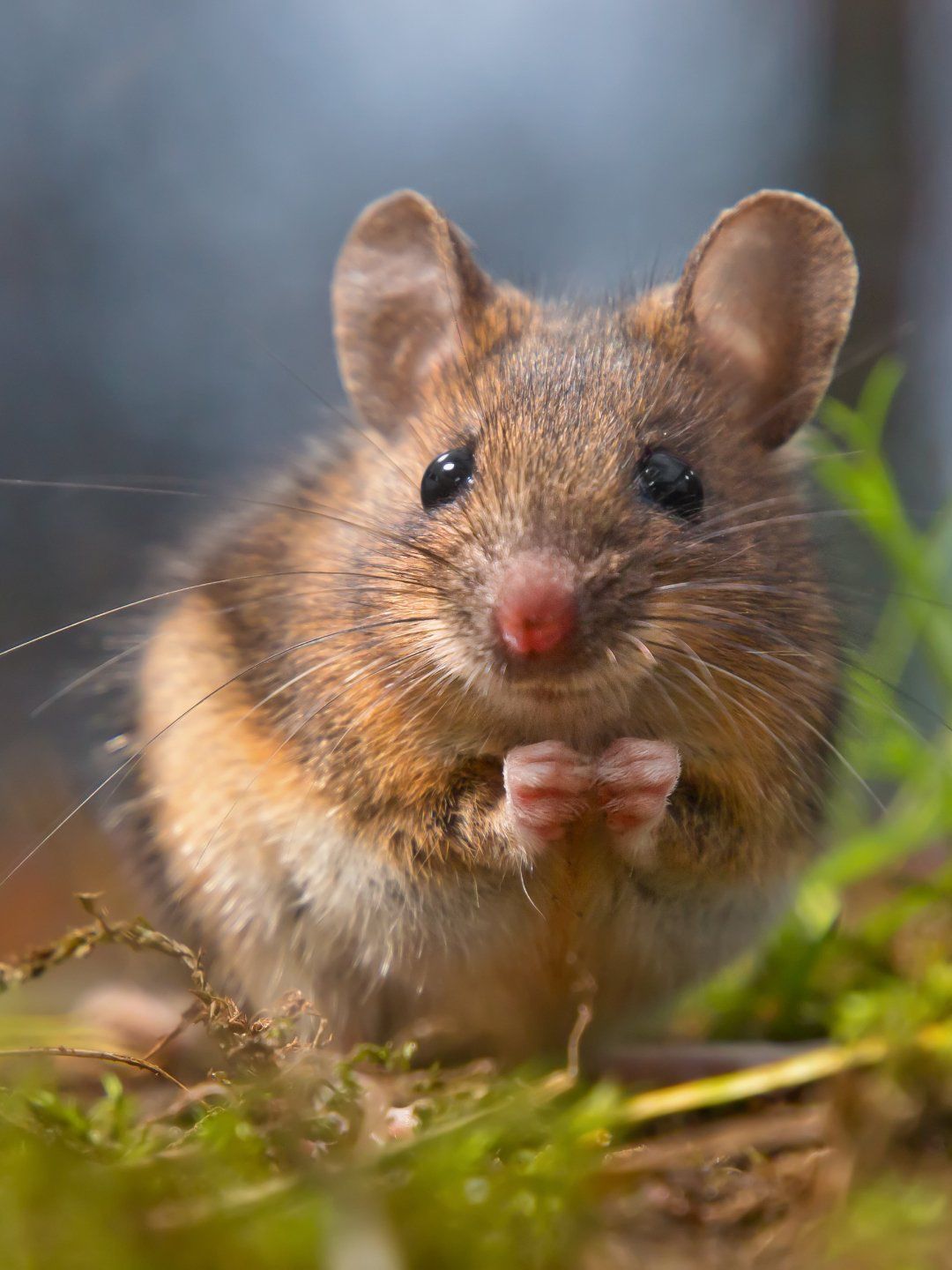 Mouse with brown and tan fur, holding paws up, with a pink nose, in an outdoor setting.