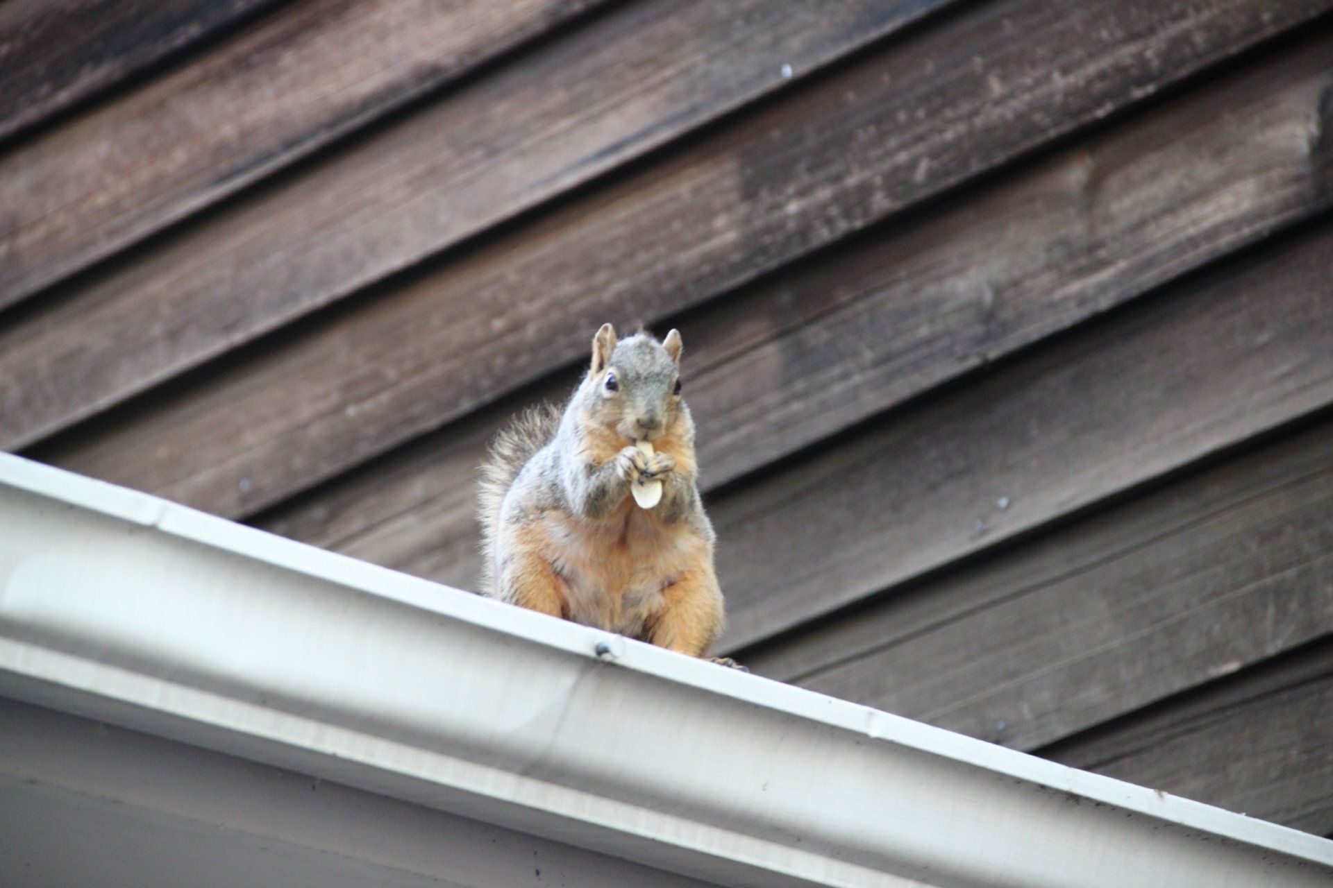Northern Illinois — Squirrel On Roof Eating Nuts in Crystal Lake, IL