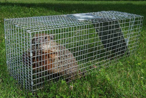 An animal caught by wildlife removal services in Schaumburg, IL