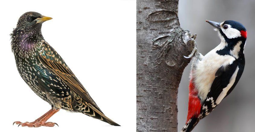 Woodpeckers — Woodpecker On A Tree in Crystal Lake, IL