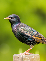 European starling perched on a wooden post, iridescent black feathers, against a green background.