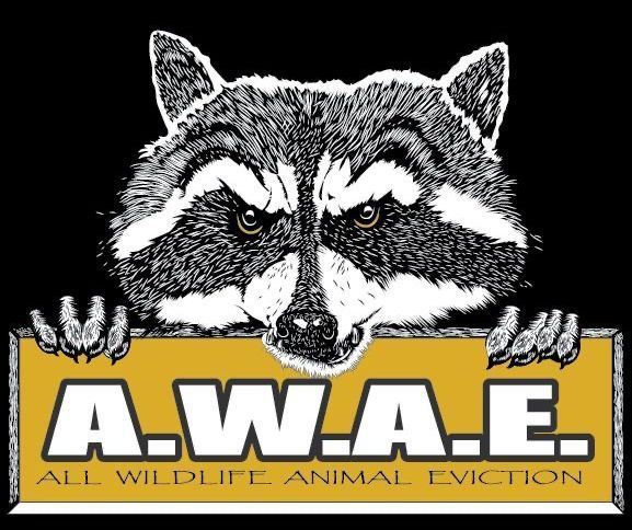 All Wild Life Animal Eviction
