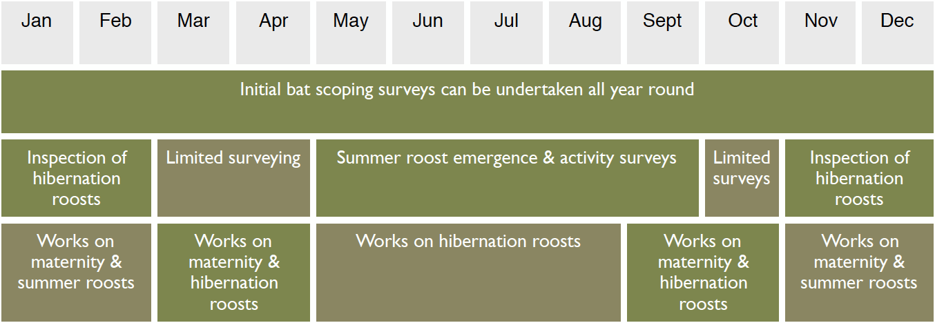 Bat surveys in Shaftesbury and Ashtead