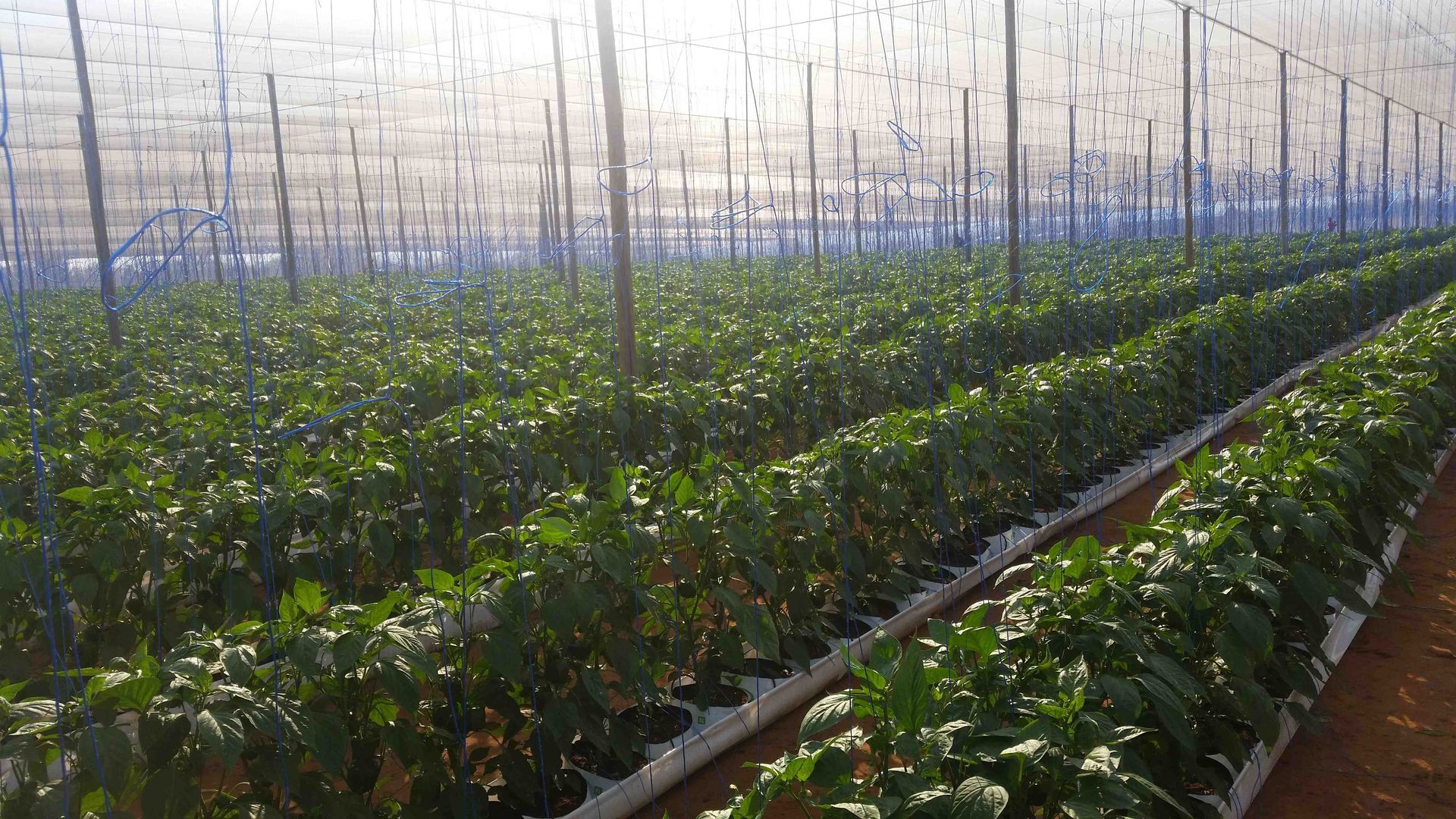 irrigation greenhouse
