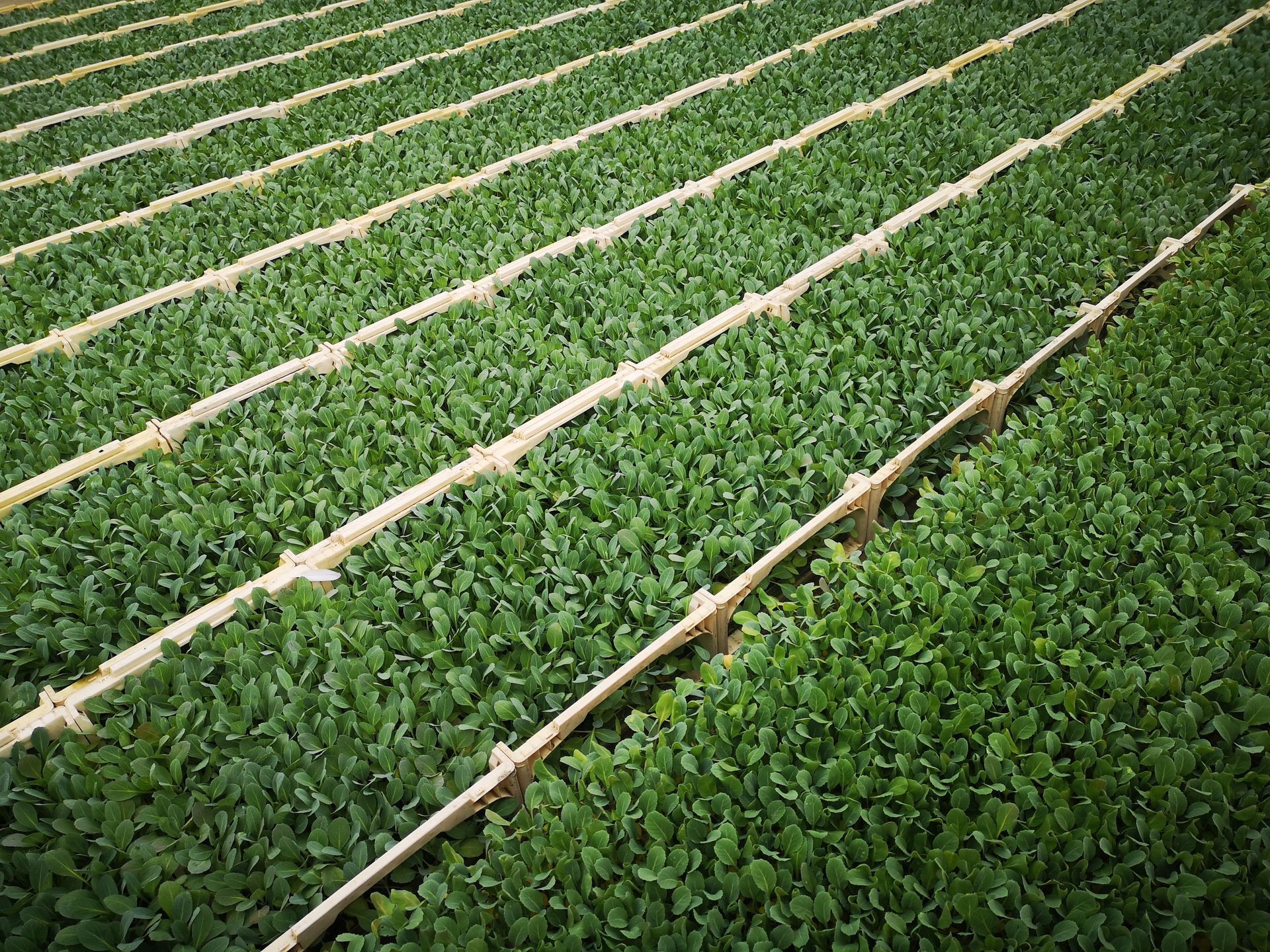 irrigation vegetation 