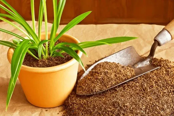 Coir Fibre