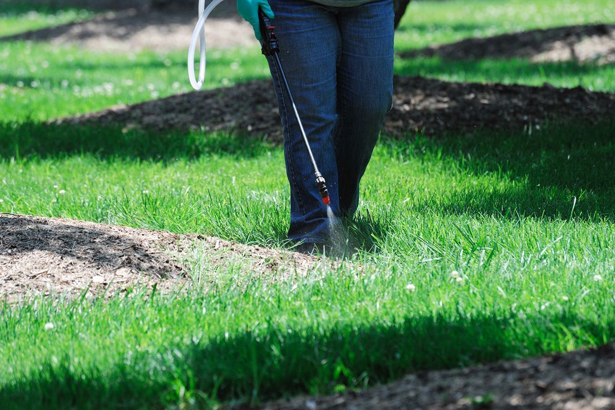 Person spraying a lawn with a pump sprayer; green grass, blue jeans, and brown soil patches are visible.