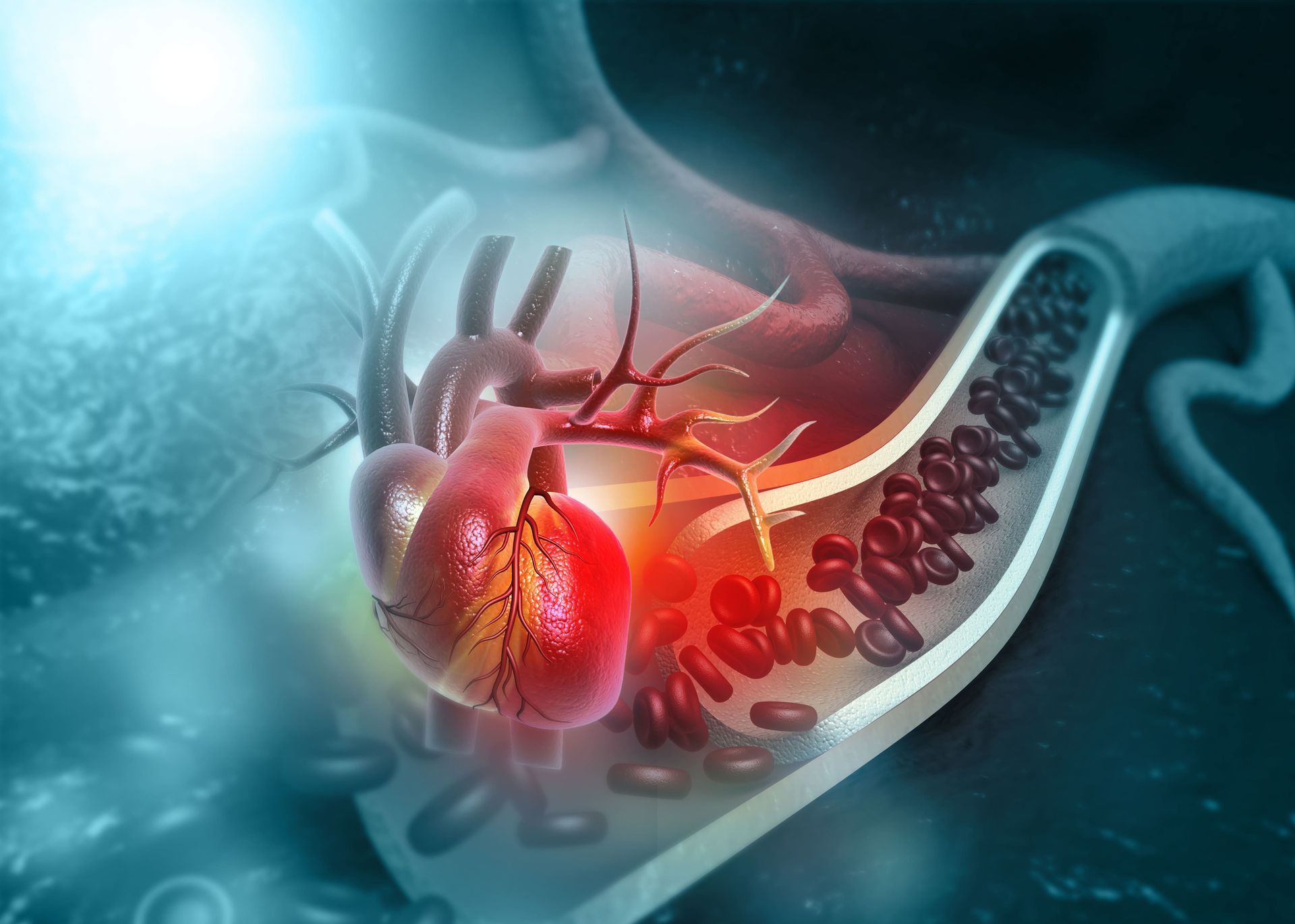 Corte transversal do coração e da artéria com células sanguíneas, mostrando o sistema cardiovascular.