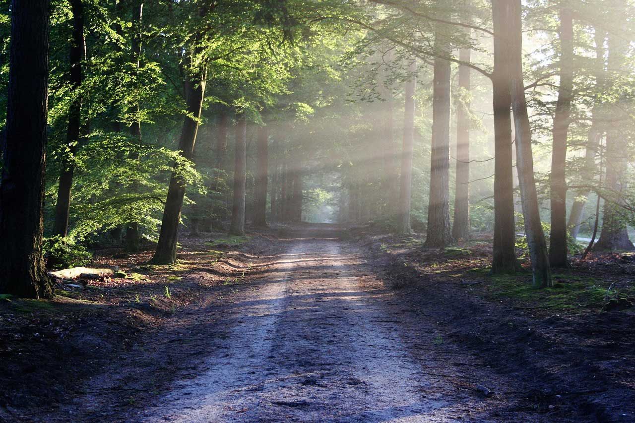 Sunlit Forest Path with Morning Light Streaming Through Tall Trees