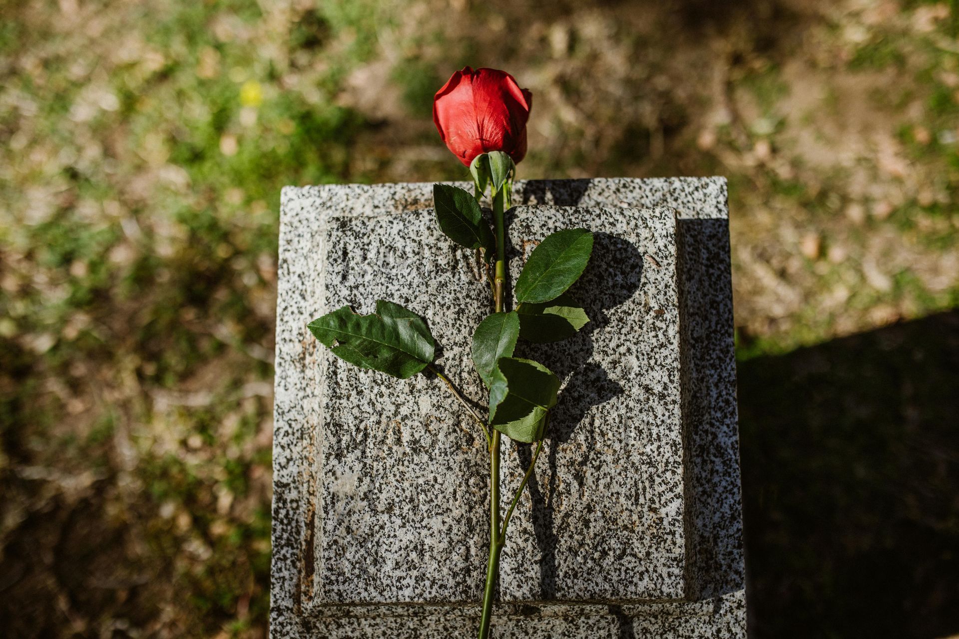 red rose on a stone in Pennsburg, PA