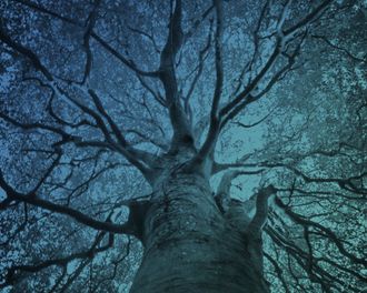 trees