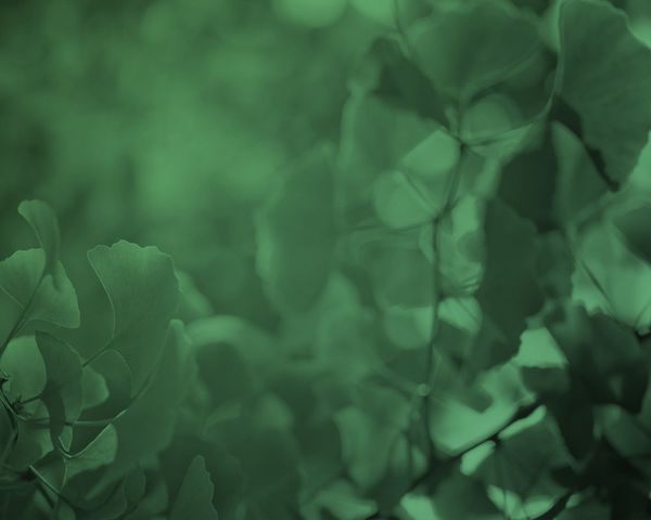 green leaves