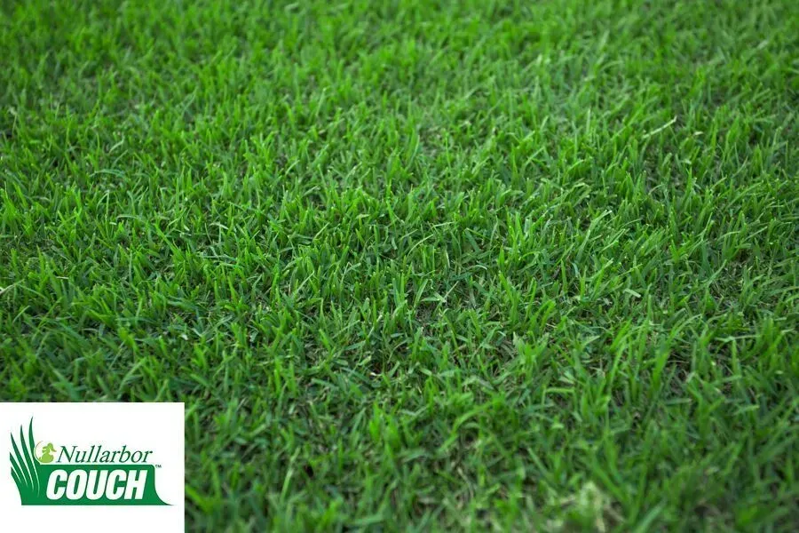 Nullarbor Couch — Brisbane, QLD — Apollo Landscaping Supplies