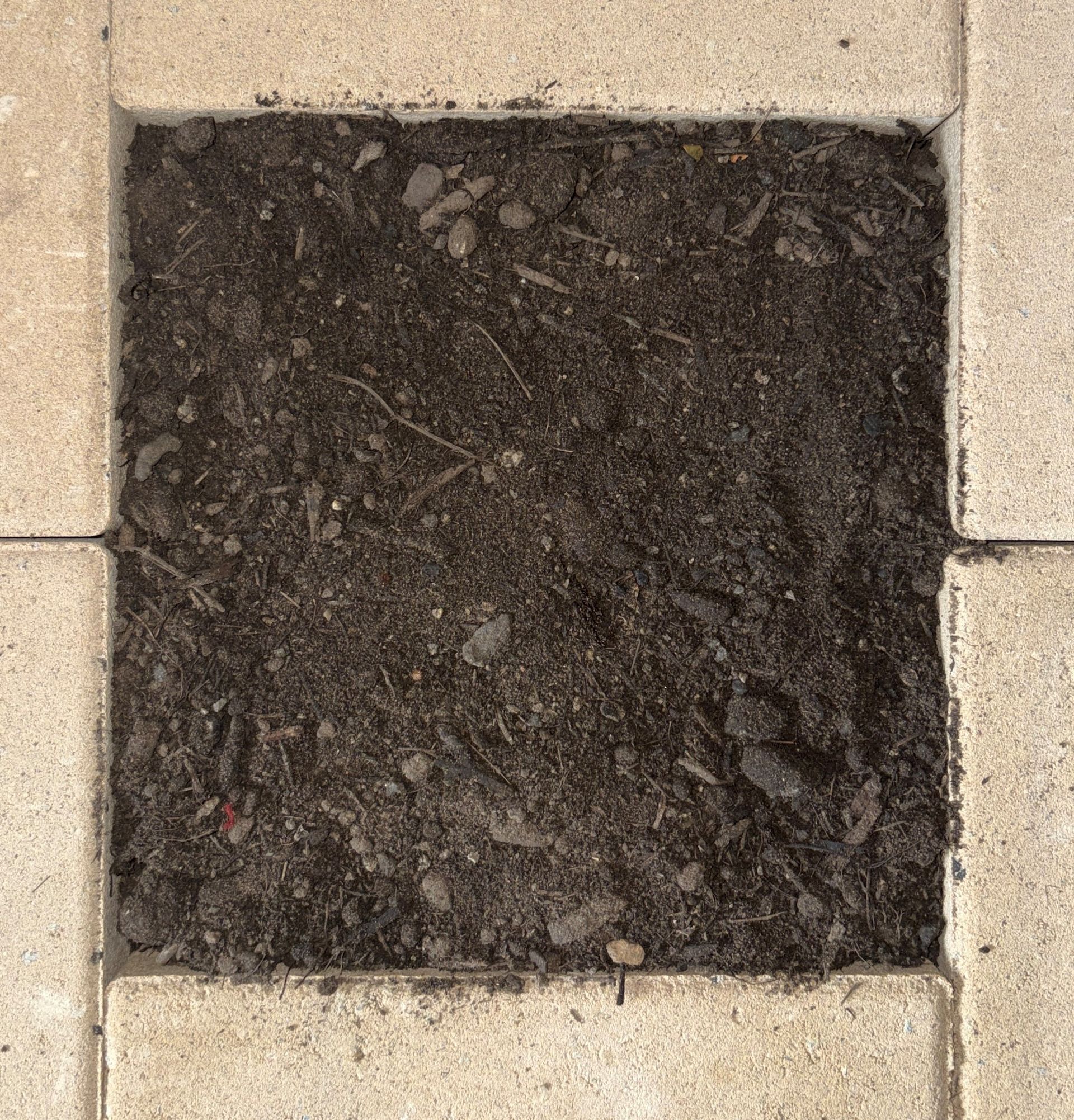 Square patch of dark soil surrounded by light-colored paving stones.