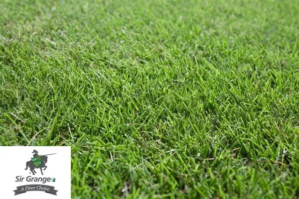 Leaf Zoysia Grass — Brisbane, QLD — Apollo Landscaping Supplies