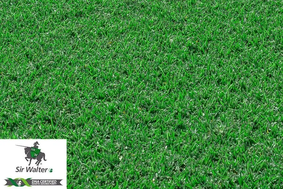 Certified Buffalo Grass — Brisbane, QLD — Apollo Landscaping Supplies
