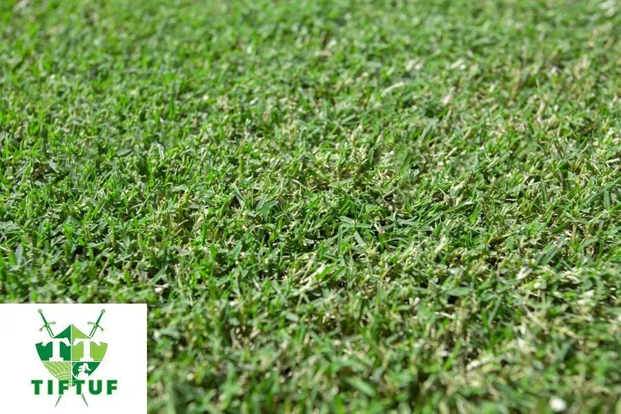 Tiftuf Hybrid Bermuda — Brisbane, QLD — Apollo Landscaping Supplies