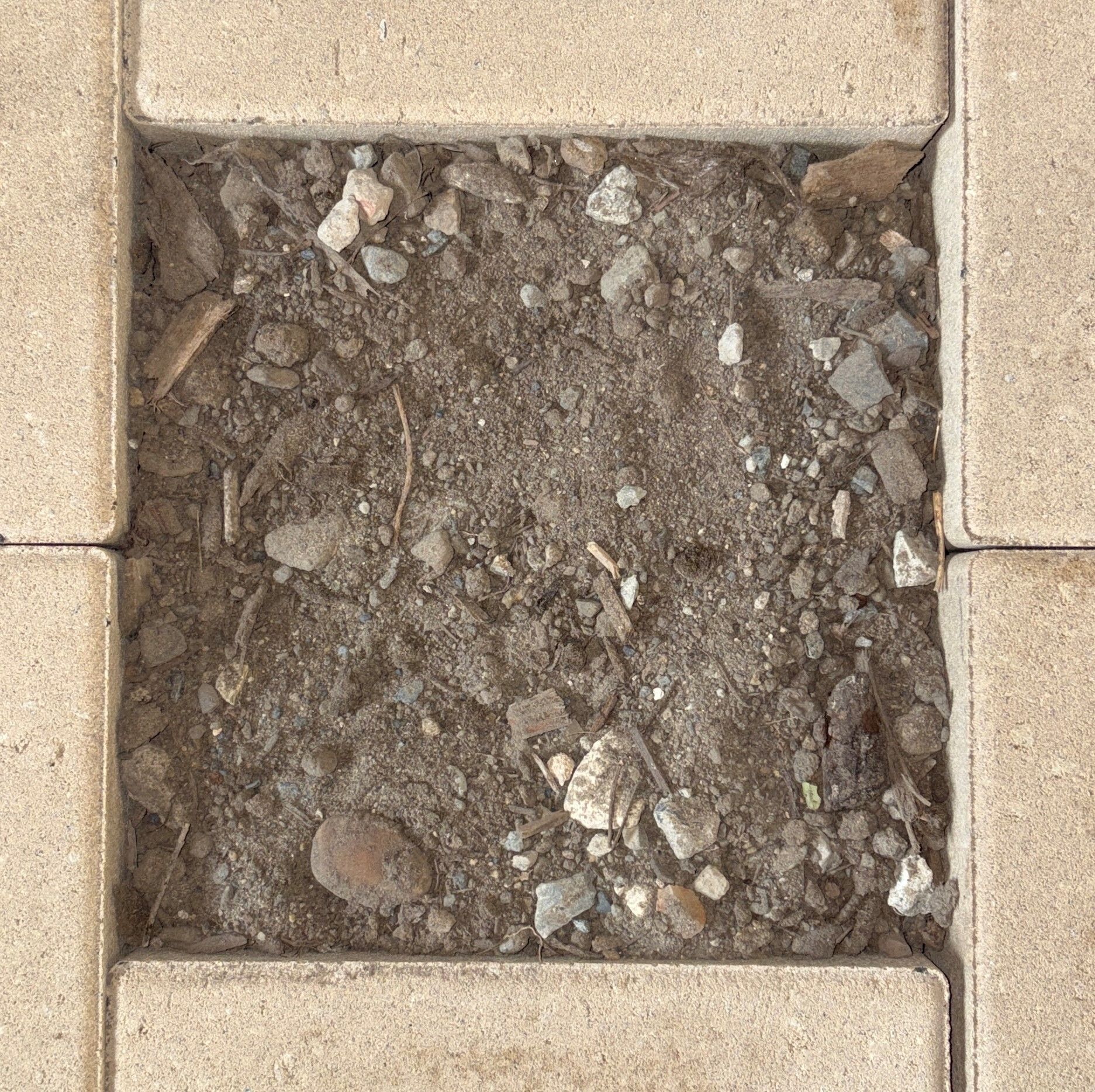Square space within concrete pavers, filled with dirt, gravel, and small debris.