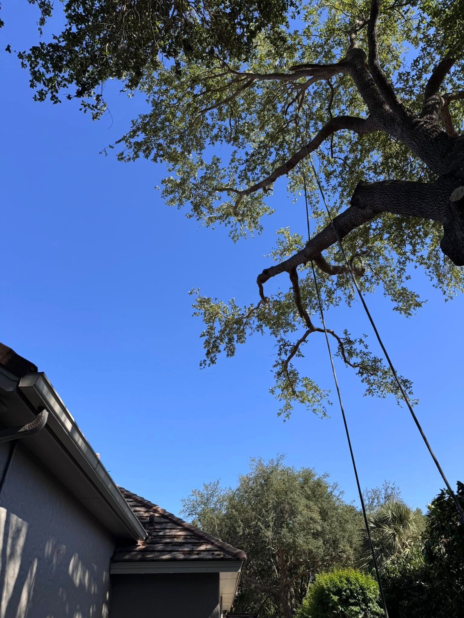 Blue sky with branches of a tree and a house roof in the corner.