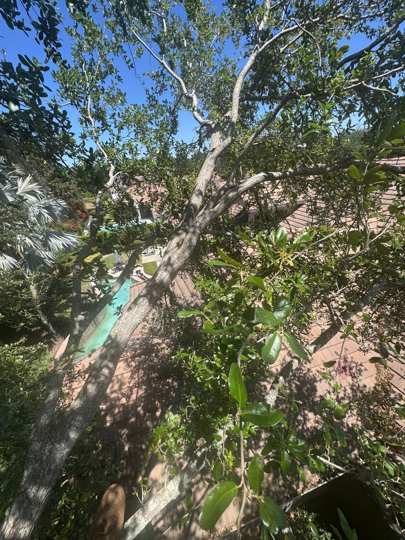 Tree with green leaves and a gray trunk against a blue sky.