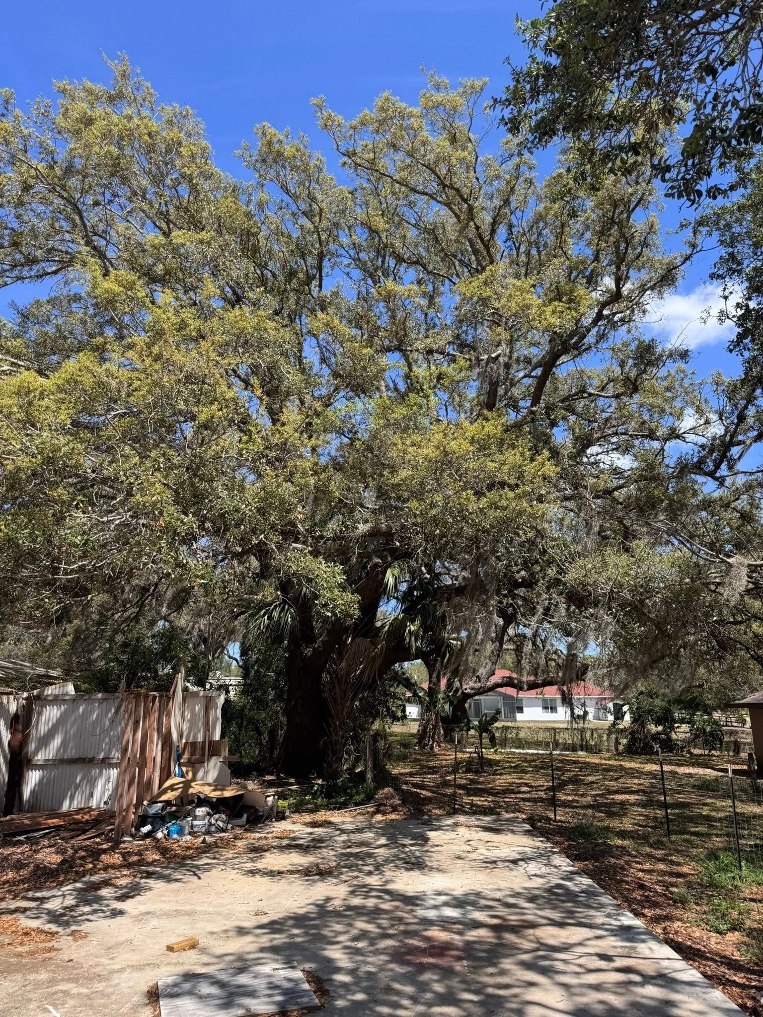 Large oak tree with Spanish moss, blue sky, concrete area, fence, and buildings.