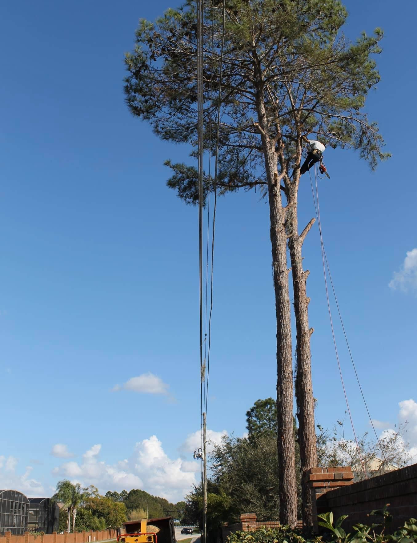 Person in a tree, using ropes to trim branches. Blue sky with a truck in the distance.