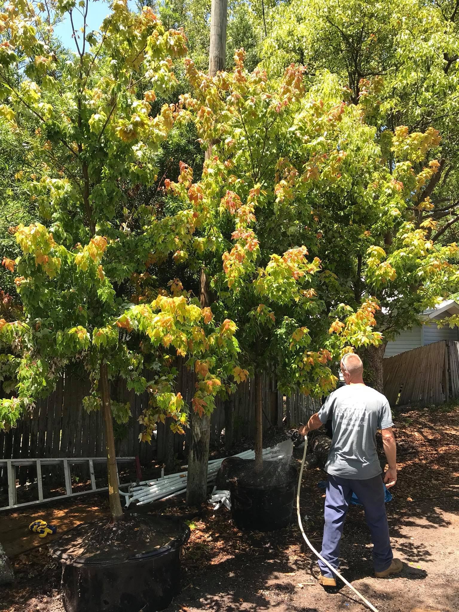 Man watering young trees in black pots, outdoors. Trees have green and orange foliage.