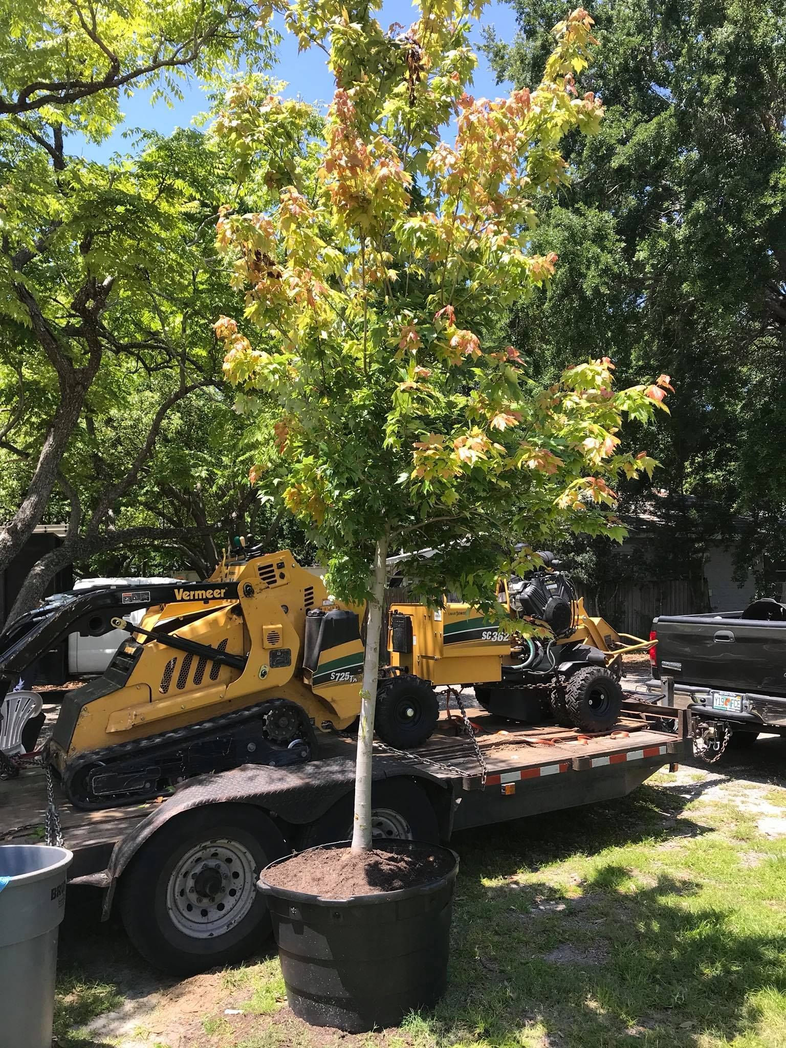 Tree in a black container in front of yellow construction equipment on a trailer in daylight.