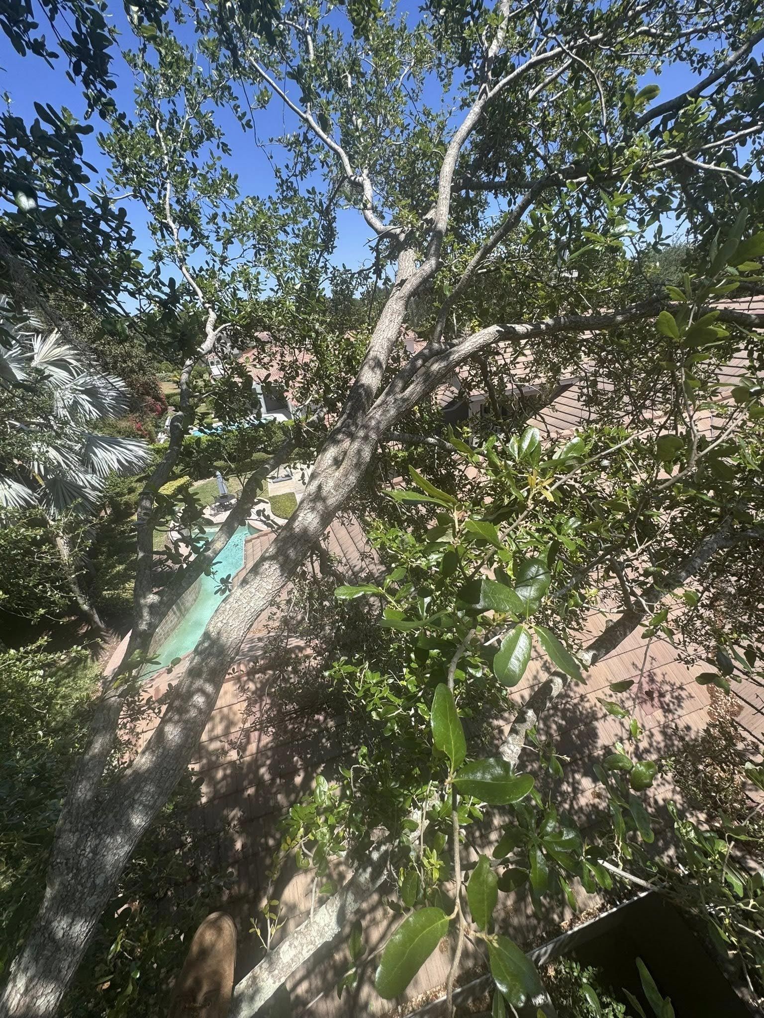 Tree leaning over a red-tiled roof, with green foliage and branches against a blue sky.