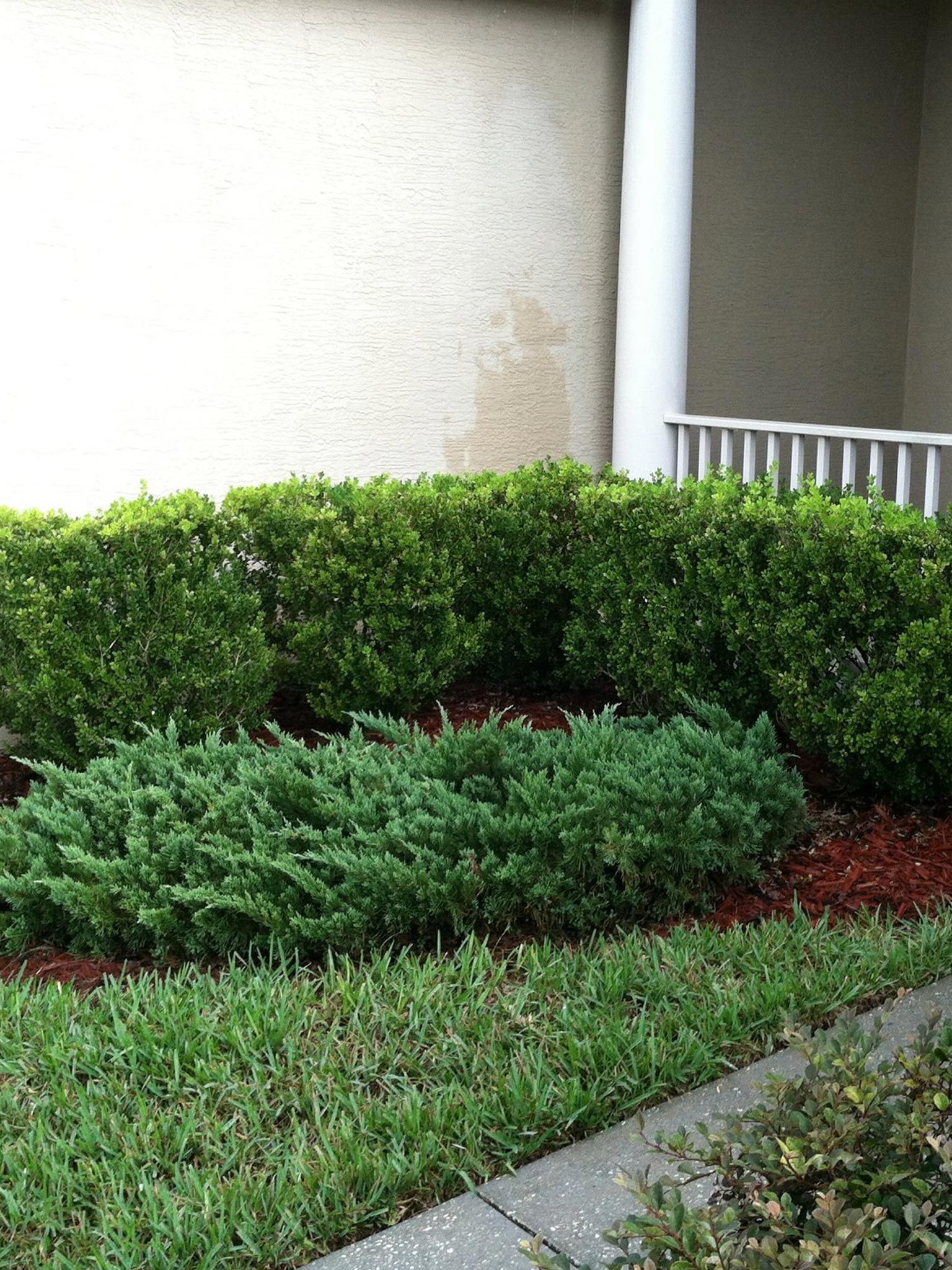 Green shrubs and grass border a building's wall and walkway, with a mulch bed in between.