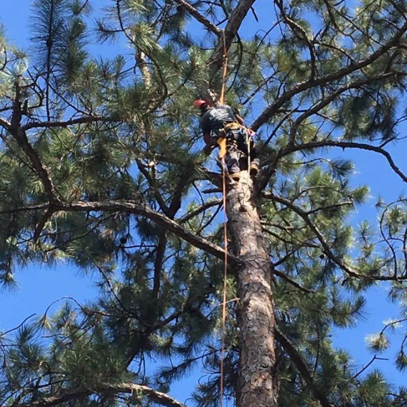 Arborist in a tall tree trimming branches, wearing safety gear, blue sky background.